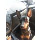 Ivone, Österreichischer Pinscher - Hündin