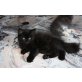 Ivor, Izabella, Ines, Izolda, Sibirische Katze - Katze