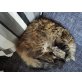 Ivy, Bauernhofkatze - Katze