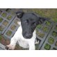 Ivy, Jack-Russell-Terrier - Hündin