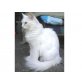 Ivy, Maine Coon - Katze