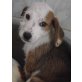 Ivy, Mischling Welpen - Hündin