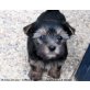 Ivy zum Barbarakreuz, Yorkshire Terrier Welpen - Hündin