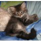Iwan, Sibirische Katze - Kater