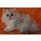 Izabell, Perser - Katze