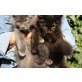 Izidor, Ivor, Ines, Izolda, Sibirische Katze - Kater