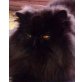 Izidor, verschmuster Perser sucht neue Familie - Kater