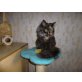 Izy, Perser mit Nase - Katze