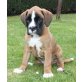 Izzy, Boxer Welpen - Hündin