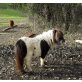 J´A Dore v.d. Vaarhorst, Shetland Pony - Stute