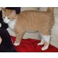 J.D., Europäischer Kurzhaar - Kater