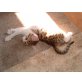 J.Lo, Hauskatze, Europäisch Kurzhaar - Katze