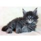 J-Wurf, Maine Coon - Kater