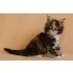 J-Wurf, Maine Coon - Kater