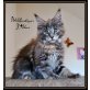 JÁdore, Maine Coon - Katze