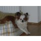 JACK, Chihuahua langhaariger Schlag - Rüde