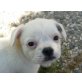 JACK SPARROW, Pflegestelle Waldviertel, Französische Bulldogge/Shih Tsu Welpen - Rüde