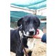 JACK leidet im Tierheim, IWH - weisser Schäfi Mix - Rüde
