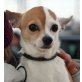 JACKIE 2, Chihuahuamixhündin kastriert  - Hündin