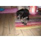 JACKIE, Jagdhundmix - Rüde