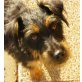 JACKINA, Pflegestelle Wien bzw. Burgenland, Terrier-Mix - Hündin