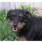 JACKINA, Terriermixhündin, PS Burgenland - Hündin