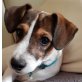 JACKSON - Linares, Jack-Russell-Terrier-Mischling, unkastriert Welpen - Rüde