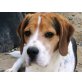 JACKSON, keine Lust mehr auf Hund / Beagle - Rüde