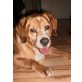 JACKY 3 - Pflegestelle Graz bzw. Wr. Neustadt, veschmuster, anhänglicher SPANIEL-Mix - Rüde