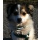 JACLINA, Pflegestelle Wien, Sheltie-Yorkie-Mix Welpen - Hündin