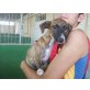 JACQUELINE, Whippet Mix Welpen - Hündin
