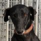 JADE, Galga, kastriert, ca. 4-5 Jahre alt - Hündin