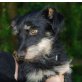 JAGGY Peter, Pflegestelle Steiermark, aufgeweckter Schmusebär - Schnauzermix - Rüde