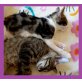 JAKE und CHARLY, Hauskatzen - Kater