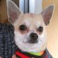 JALEO - Linares, Chihuahua - kastriert - Rüde