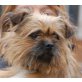 JAMBY - Pflegestelle Niederösterreich, kleiner Affenpinscher-Mix - Rüde