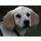 JAMIE 4, Pflegestelle Wien, Golden Retriever-Setter-Mix - Rüde