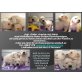 JAMY,JOGI,JIMBO,JOSCHA, Golden Retriever - Rüde