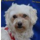 JANA - Linares, Bichon Frisè Mischling, kastriert - Hündin