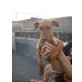 JANA, Podenco Canario Welpen - Hündin