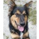 JANDA - Pflegestelle Österreich, Spitz-Mix - Hündin