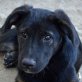 JANEK, kleiner Hundejunge sucht Heim !!! Welpen - Rüde
