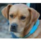 JANINA - Pflegestelle Niederösterreich, ruhige, liebenswürdige Boxer-Spaniel-Mix - Hündin