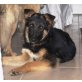 JANKO 4, Pflegestelle Wien, Schäfermischlingsbub - Rüde