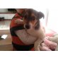 JANNI, Pflegestelle Niederösterreich, Pinscher-Jack Russell-Mix Welpen - Rüde