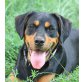 JANOSCH - Pflegestelle Burgenland bzw. Wien, DAS ORIGINAL - Rottweiler-Mix - Rüde