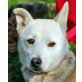 JARIM, Pflegestelle Tirol, Wo darf ich einfach Hund sein? - Rüde