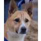 JARSO, Pflegestelle Salzburg, Spitz_mix - Rüde