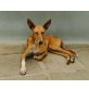 JASMINA, Podenco Canario - Hündin