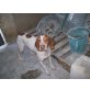 JASMINE, Bracke - Tal Kacca Mix - Hündin